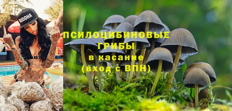 Псилоцибиновые грибы Cubensis  цена наркотик  сайты даркнета официальный сайт  Гремячинск 